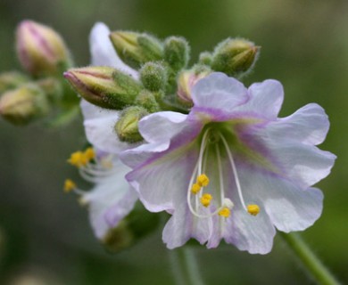 Mirabilis laevis