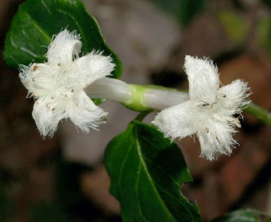 Mitchella repens