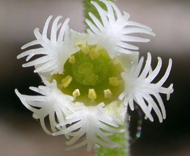 Mitella diphylla