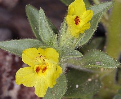 Mohavea breviflora