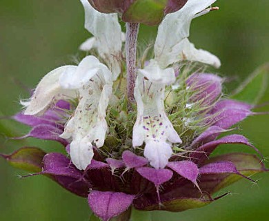 Monarda citriodora