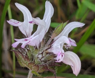 Monarda clinopodioides