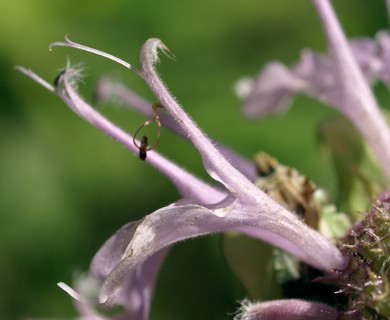 Monarda fistulosa