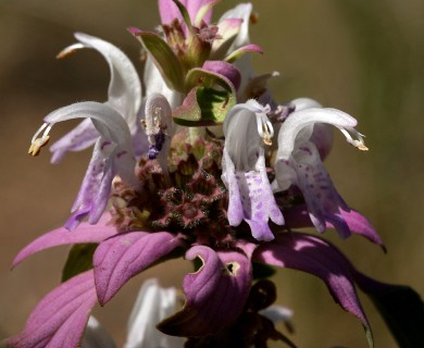 Monarda punctata