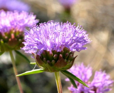 Monardella odoratissima