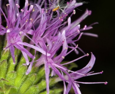 Monardella purpurea