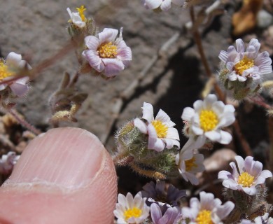 Monoptilon bellioides