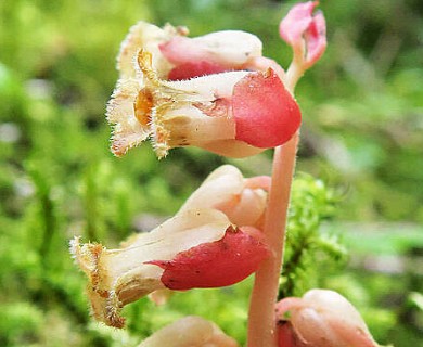 Monotropa hypopitys