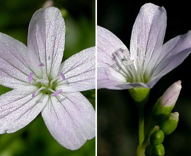 Montia parvifolia