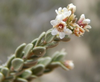 Mortonia scabrella