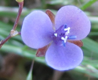 Murdannia spirata