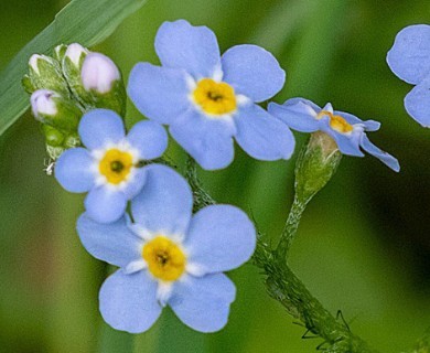 Myosotis scorpioides