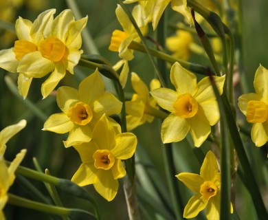 Narcissus jonquilla