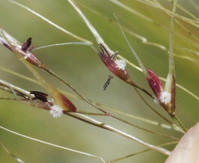 Nassella tenuissima