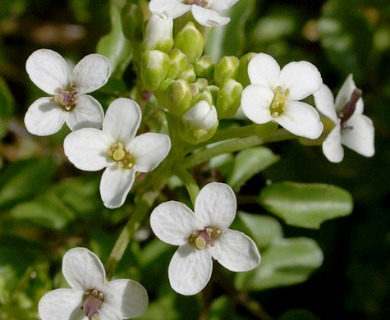 Nasturtium officinale