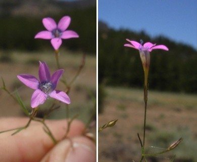 Navarretia leptalea