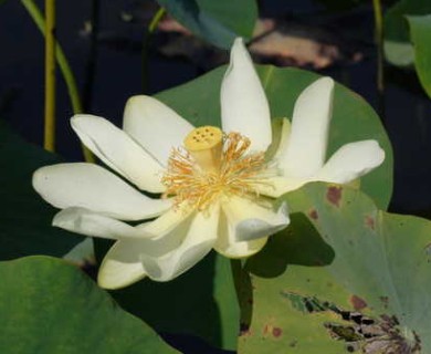 Nelumbo lutea