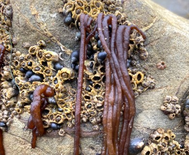 Nemalion elminthoides