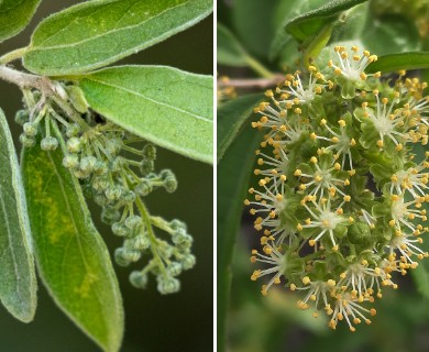Neopringlea integrifolia
