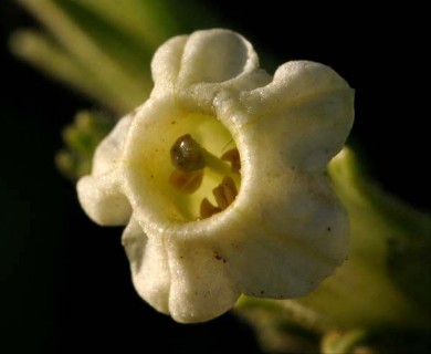 Nicotiana obtusifolia