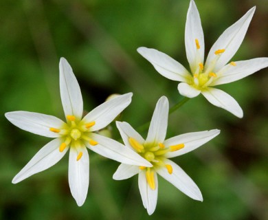 Nothoscordum bivalve