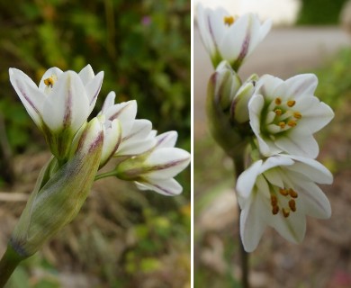 Nothoscordum gracile