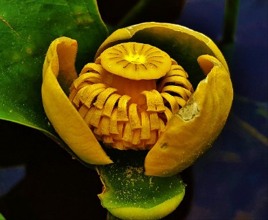 Nuphar advena