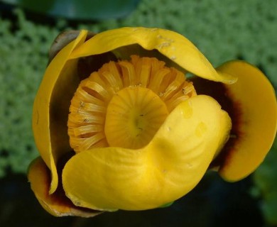 Nuphar variegata