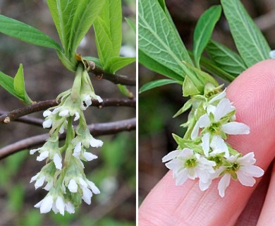 Oemleria cerasiformis