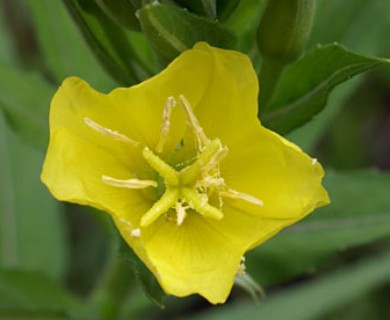 Oenothera biennis