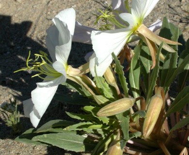 Oenothera deltoides