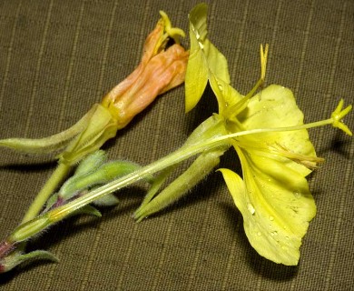 Oenothera elata