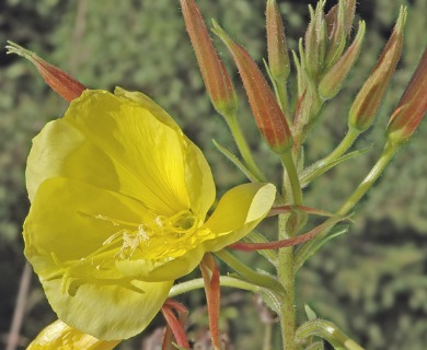 Oenothera glazioviana