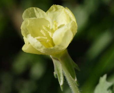 Oenothera laciniata