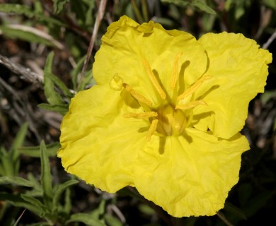 Oenothera lavandulifolia