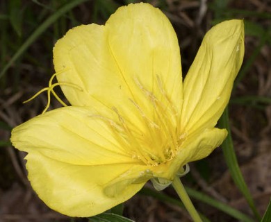 Oenothera macrocarpa