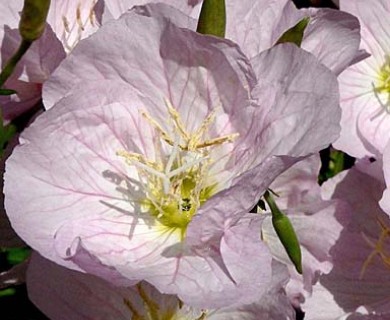 Oenothera speciosa