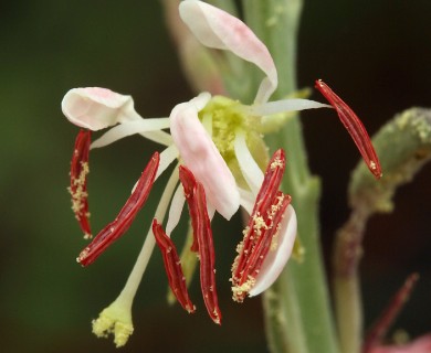 Oenothera suffrutescens