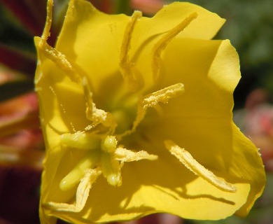 Oenothera villosa