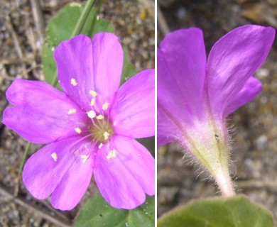 Okenia hypogaea