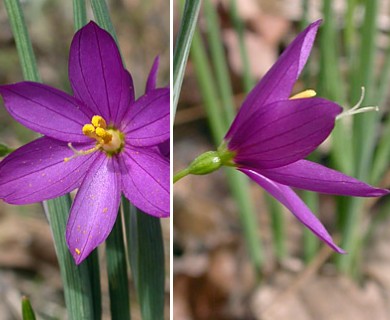 Olsynium douglasii