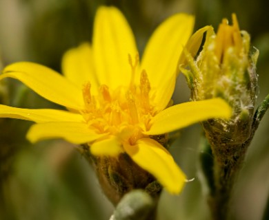 Oonopsis multicaulis