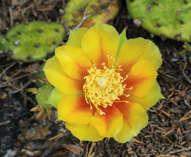 Opuntia cespitosa