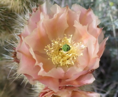 Opuntia diploursina