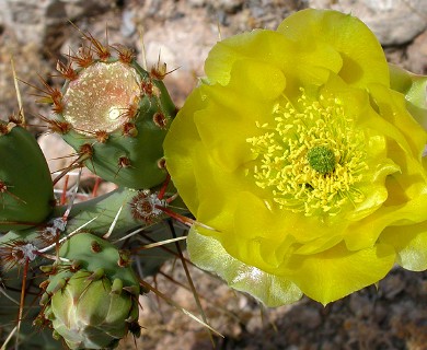 Opuntia engelmannii