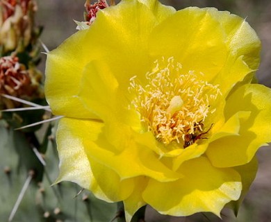 Opuntia humifusa