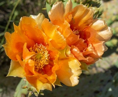 Opuntia orbiculata