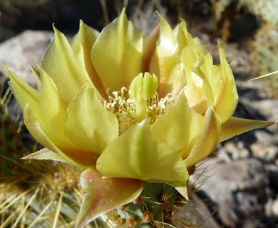 Opuntia phaeacantha