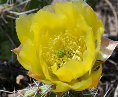 Opuntia polyacantha