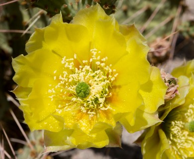 Opuntia tortispina